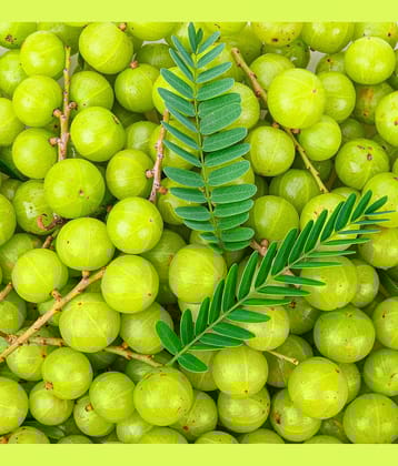 Indian Gooseberry Phyllanthus Emblica (Amla Ke Beej) Fruit Seeds Pack Of 30 | Organic | for Planting in Home Kitchen Terrace Balcony Gardening
