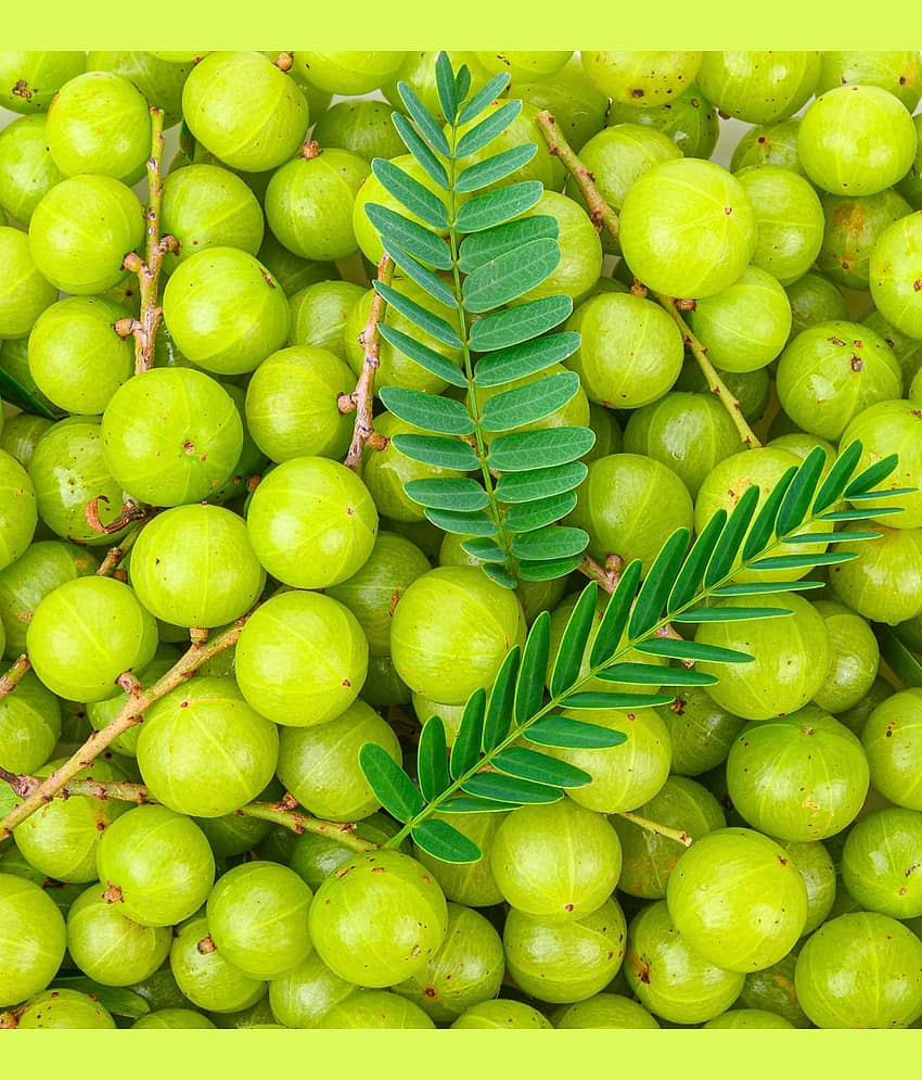 Indian Gooseberry Phyllanthus Emblica (Amla Ke Beej) Fruit Seeds Pack Of 30 | Organic | for Planting in Home Kitchen Terrace Balcony Gardening