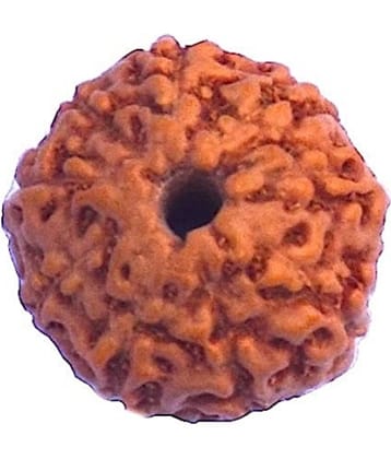 9 Face Indonesian Rudraksha 9 Mukhi Indonesian Rudraksha/Nine Faced Indonesian Rudraksha with Lab Certified
