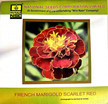 NSC French Marigold Scarlet Red Flower Seed