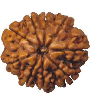 DvR ClicK - 9 Mukhi Rudraksha Bead ( Pack of 1 )
