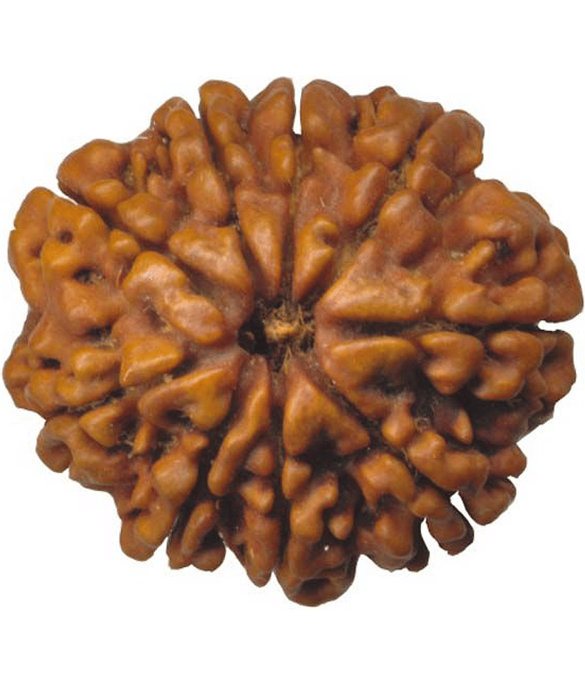 DvR ClicK - 9 Mukhi Rudraksha Bead ( Pack of 1 )