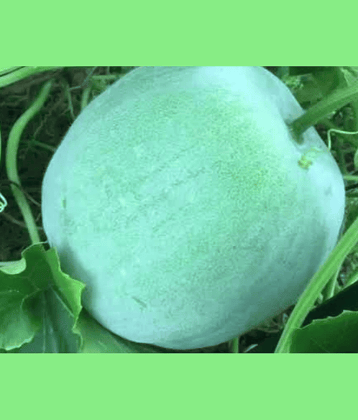 PARTHVA SEEDS Ash Gourd Vegetable ( 10 Seeds )