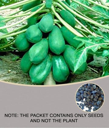 homeagro - Papaya Fruit ( 50 Seeds )