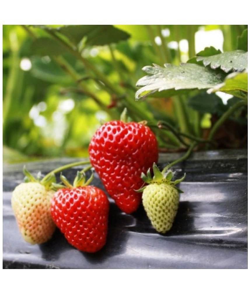 OhhSome Fruit Seeds Heirloom - Garden Strawberry Kitchen Garden Pack