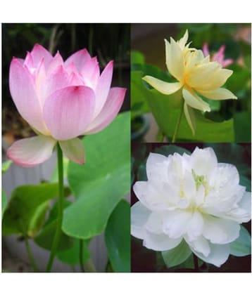 AGREY 3 colors mixing bowl lotus seeds10 SEEDS