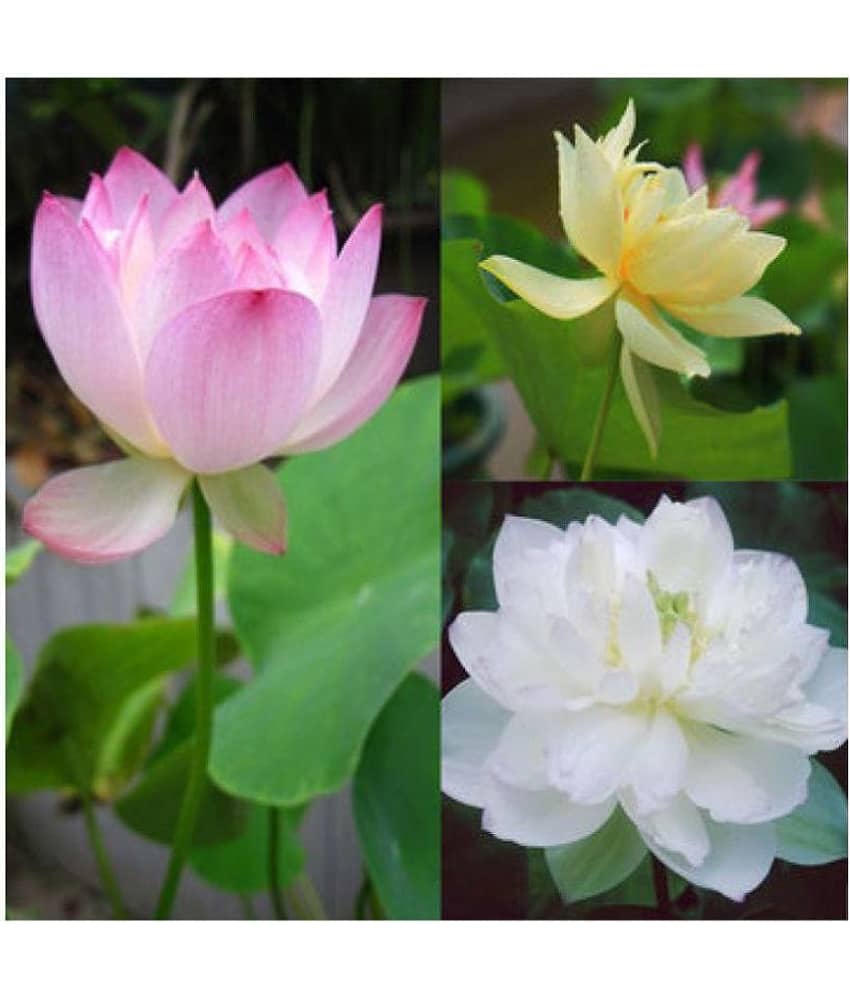 AGREY 3 colors mixing bowl lotus seeds10 SEEDS