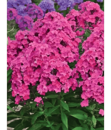 CLASSIC GREEN EARTH - Tuberose Flower ( 45 Seeds )