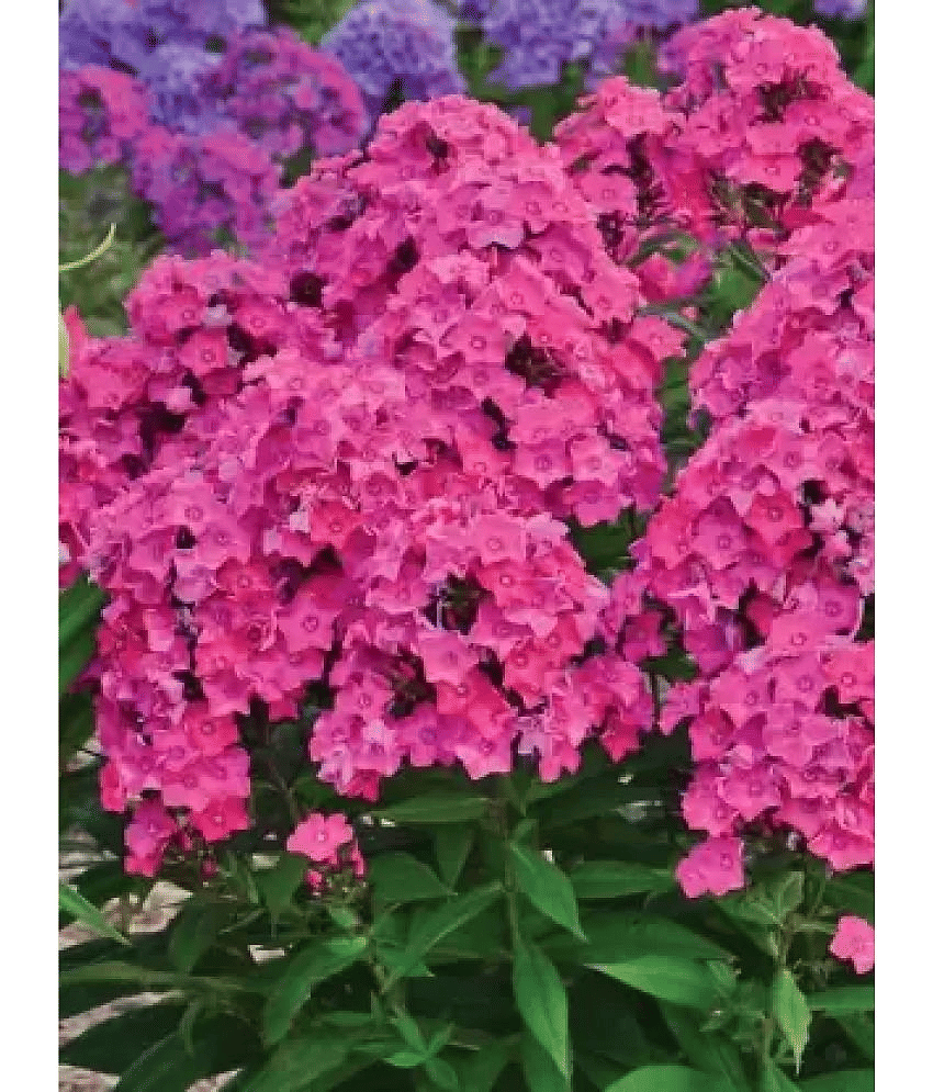 CLASSIC GREEN EARTH - Tuberose Flower ( 45 Seeds )