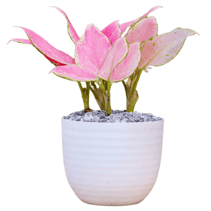Birthright || Aglaonema || Plant Birthright || Aglaonema || Plant
