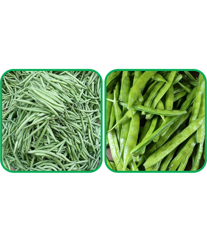 Aero Seeds Cluster Beans ( 50 Seeds) And French Beans ( 30 Seeds) Vegetable Seeds Pack