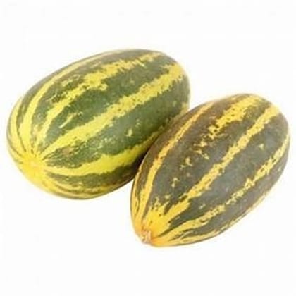 Mangalore Cucumber - Manglore Kakdi - Taushe -1Pc(Approx.500-900 gm)