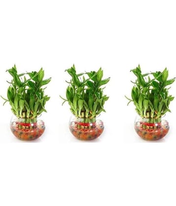 Green plant indoor - Green Wild Artificial Flowers With Pot ( Pack of 3 )