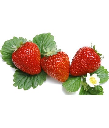 OhhSome Herb Seeds For Home Garden - Mountain Strawberry Kitchen Garden Pack