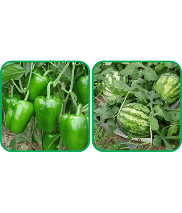 Aero Seeds Watermelon ( 30 Seeds) And Capsicum ( 30 Seeds) Vegetable Seeds Pack