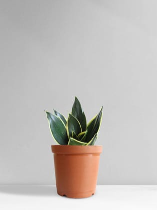 Snake Plant Jade Lotus (Medium) Snake Plant Jade Lotus (Medium)