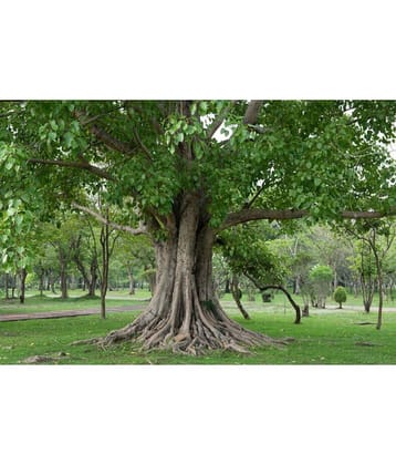 CLASSIC GREEN EARTH - Peepal Plant ( 15 Seeds )