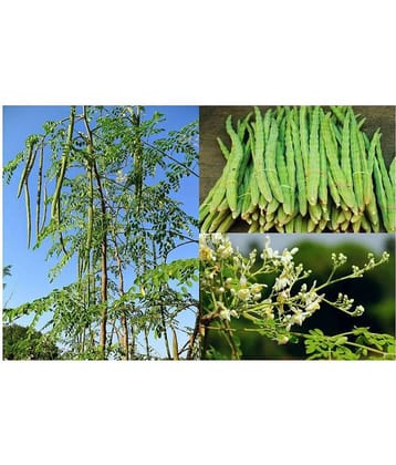 Drum StickâMoringa Seeds,Murangai, Saijan ki Phalli,Saragavo Vegetable Seeds(10 Seeds)