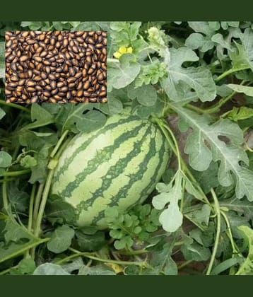 Seeds Watermelon F1 Hybrid Green -10 Seeds