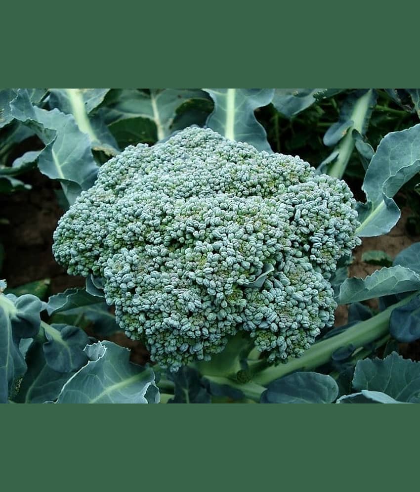 f1 hybrid brocoli 100 seeds pack with instruction manual for home kitchen gardening purpose