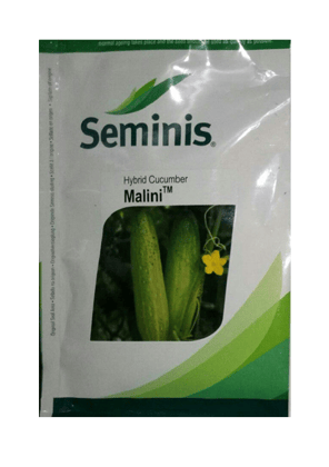 CUCUMBER SEMINIS MALINI