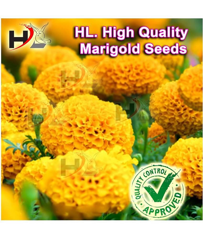 HL. High Quality MIX Marigold Seed (FREE PLANTS/FLOWER GROWING FOOD) 100% working / African Marigold Seeds
