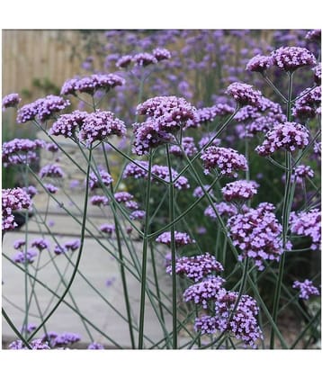 Verebena flower Seeds For Home Gardnig with Free Coco Peat