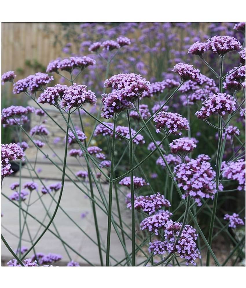 Verebena flower Seeds For Home Gardnig with Free Coco Peat