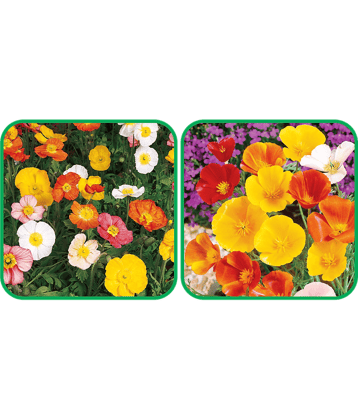 Aero Seeds Poppy California Mix Color (50 Seeds) And Poppy Iceland Mix Color (50 Seeds) Flower Seeds Pack