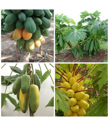 PAPAYA DWARF FRUIT SEEDS 4 VARIETIES COMBO MIX PACK - 50 SEED