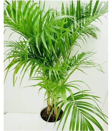Seeds zone Areca Palm 10 Seeds Pack
