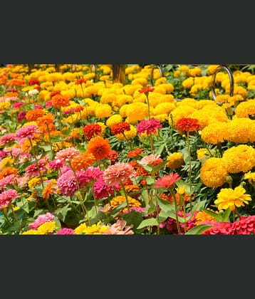 homeagro - Cosmos Mixed Flower ( 20 Seeds )