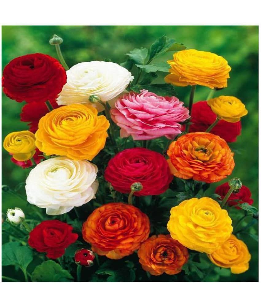 Ranunculus asiaticus Flower Seeds | Pack of 50 Seeds