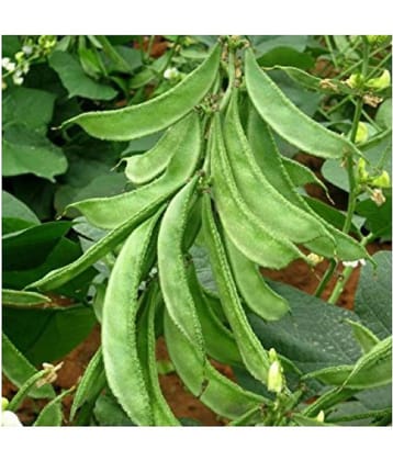 Royal Paradise Garden Lablab Dolichos Bean Seeds " Arka Amogh " High Yield Variety Vegetable Seeds ( 10 Seeds Pack ) - Pod Yield: 19-20 t/ha in 75 days