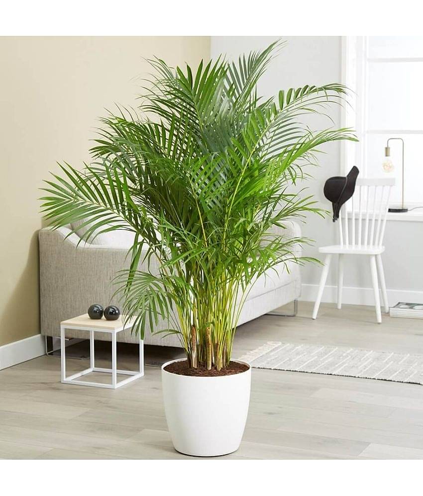 Areca Palm Air Purification Indoor Tree Seeds ( pack of 5 seeds)