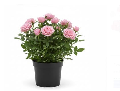 Rose seedlings