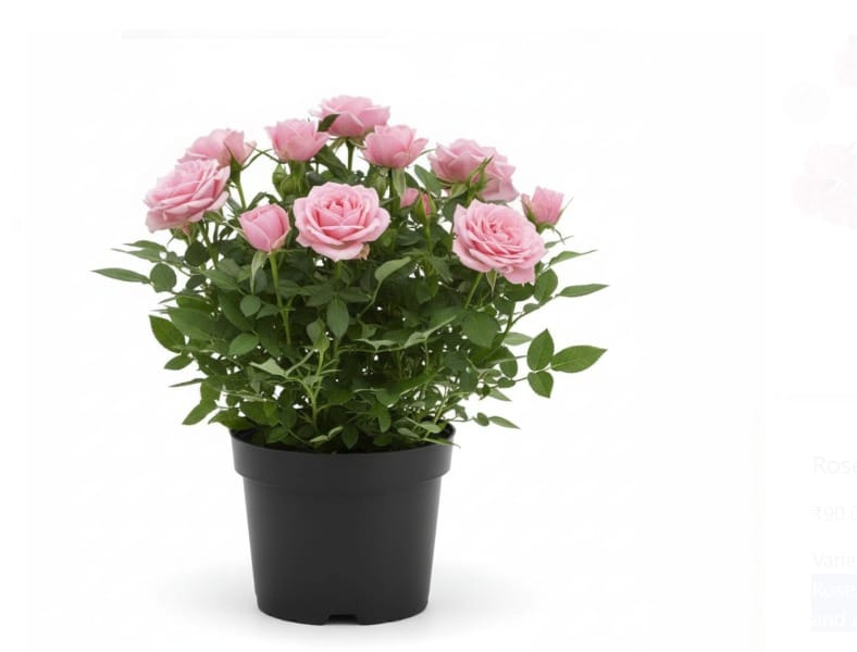 Rose seedlings