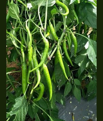 Chilli Seeds Vegetable Seeds - 50