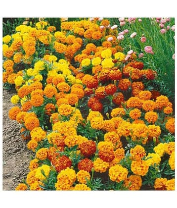 French Merigold Winter Flower Seeds with Coco Peat Seed Starter