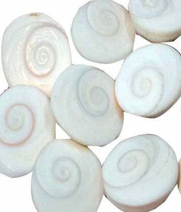 Sobhagya Natural Very Rare Gomati Chakra - 11 Pcs