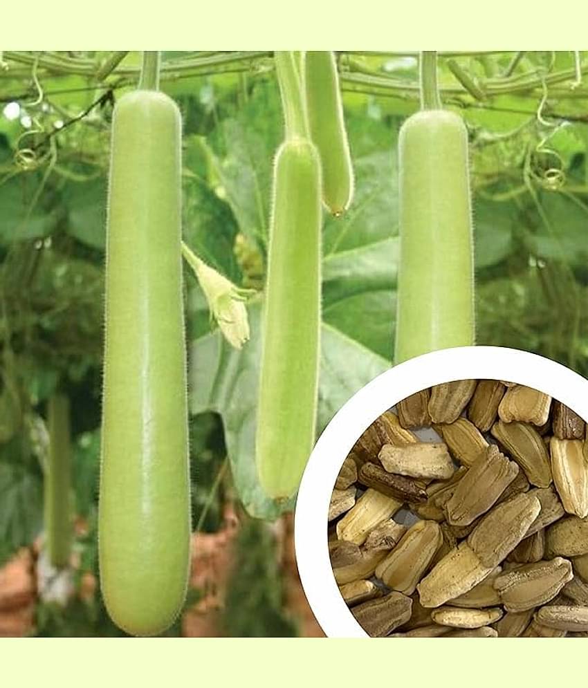 Aero Seeds Ridge Gourd Pack of 30 Seeds