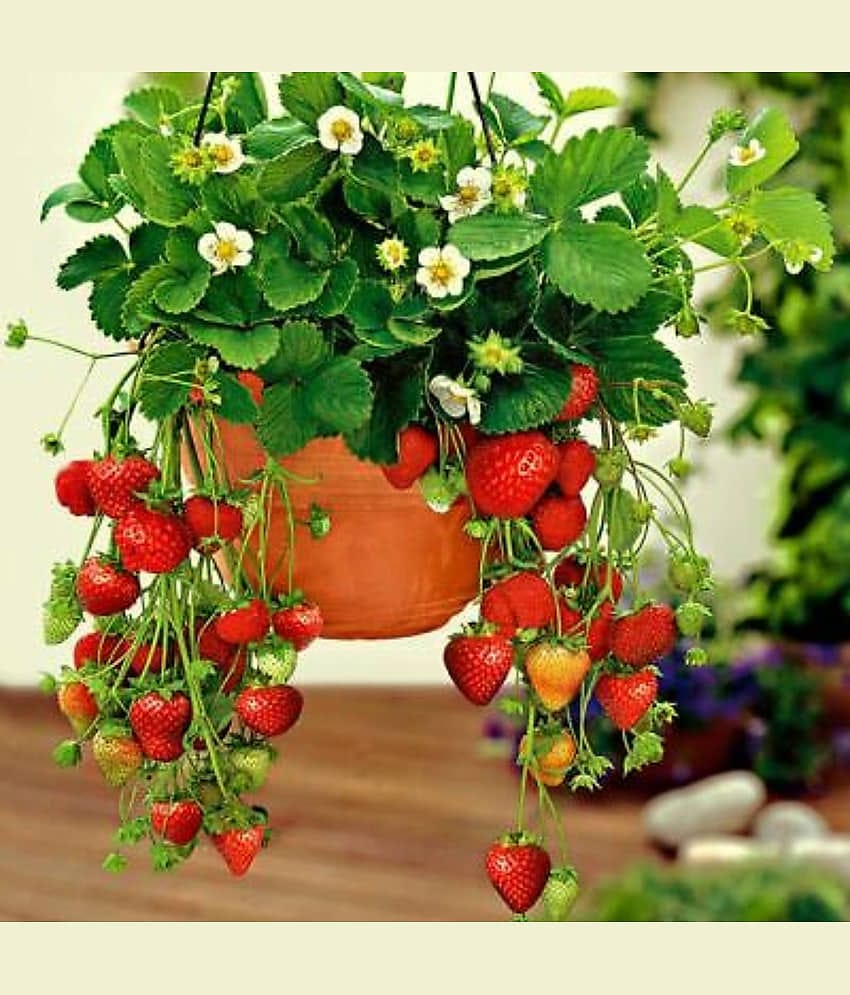 Alpine Strawberries seed - Pack of 20 Seeds