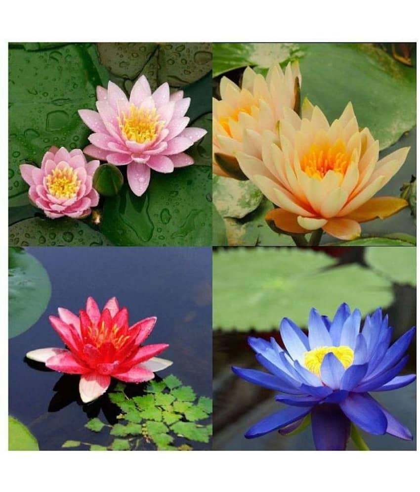 OLD STORE 4 COLOURS MIXED LOTUS SEEDS 20 SEEDS WITH MANUAL