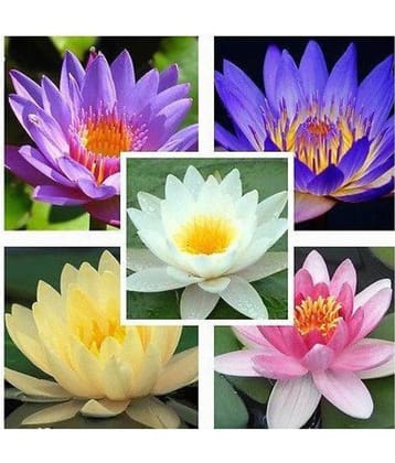 Flower Seeds : Lotus Flower Seeds Mixed Colour 15 Seeds- Plants Seeds For Office Home Garden. Eco Pack Garden Plant Seeds
