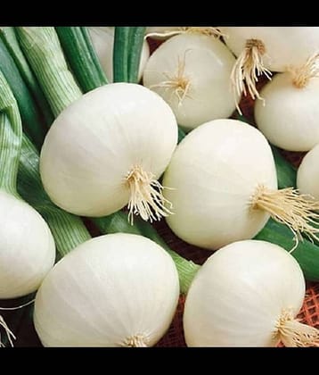 Infintegreen Onion Vegetable ( 100 Seeds )