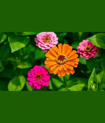 HN organic seed - Zinnia Mixed Flower ( 20 Seeds )
