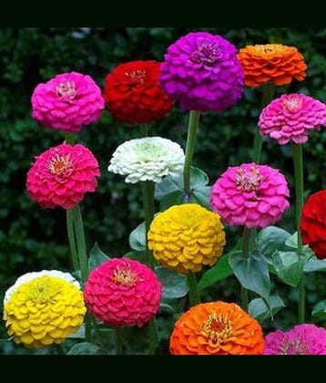zinnia flower seeds 50 + seeds with cocopeat
