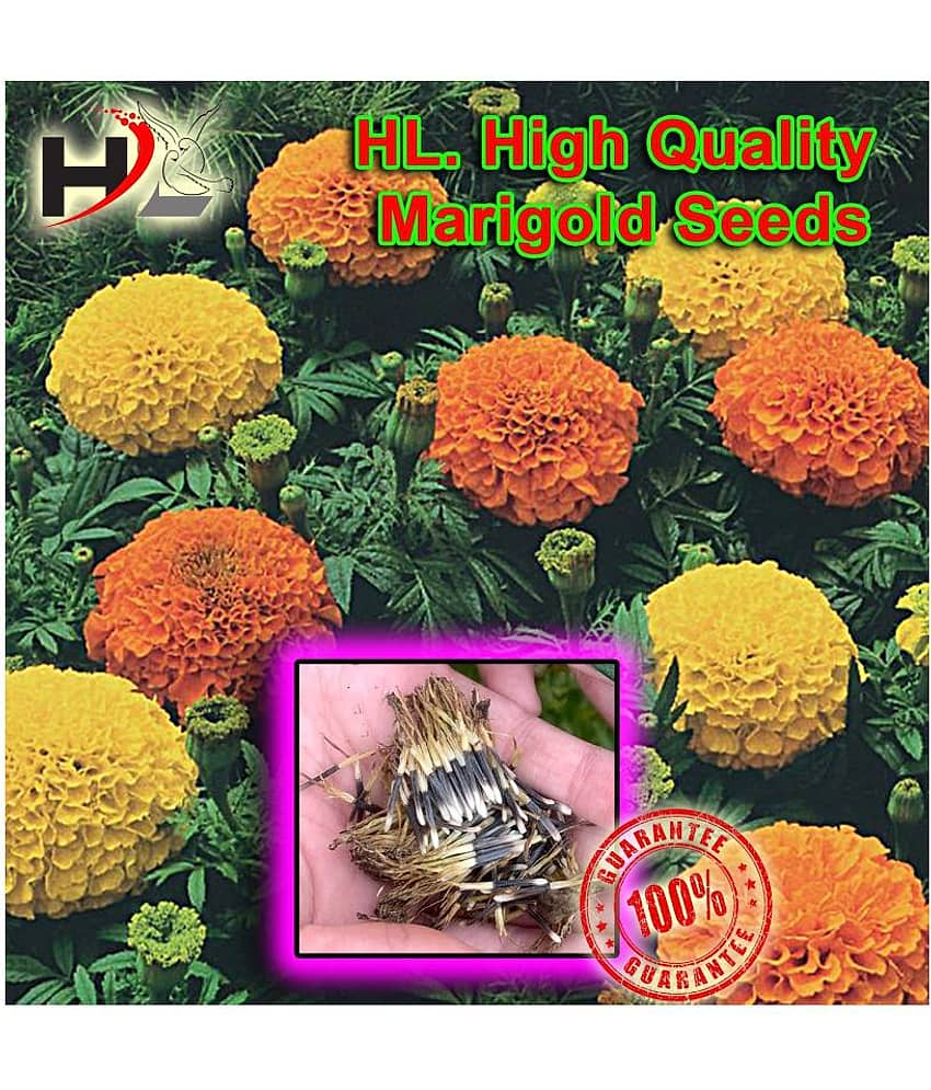 HL. High Quality MIX Marigold Seed 100% working