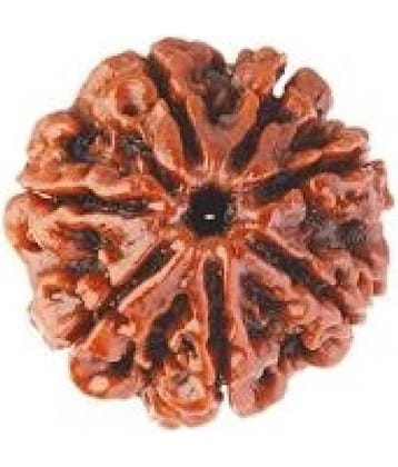 shreee shyam 7 Mukhi Rudraksha, Nepal Originated Rudraksh | Bead Size: 20-25mm | 100% Original & Natural Rudrakash |