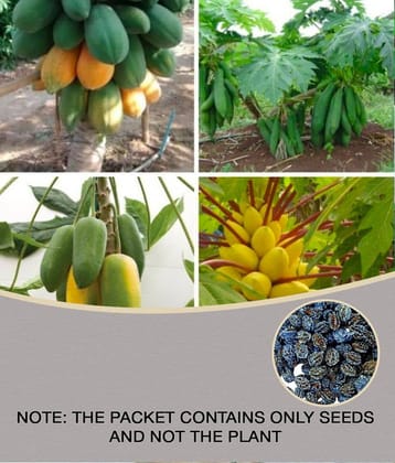 homeagro - Papaya Fruit ( 50 Seeds )
